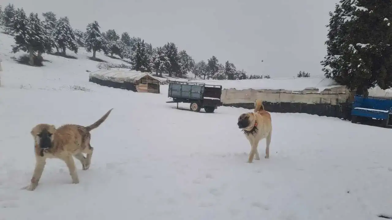 Mersin’in Zirvelerinde Kış Hüküm Sürüyor: Kar 15 Santimi Aştı! 3